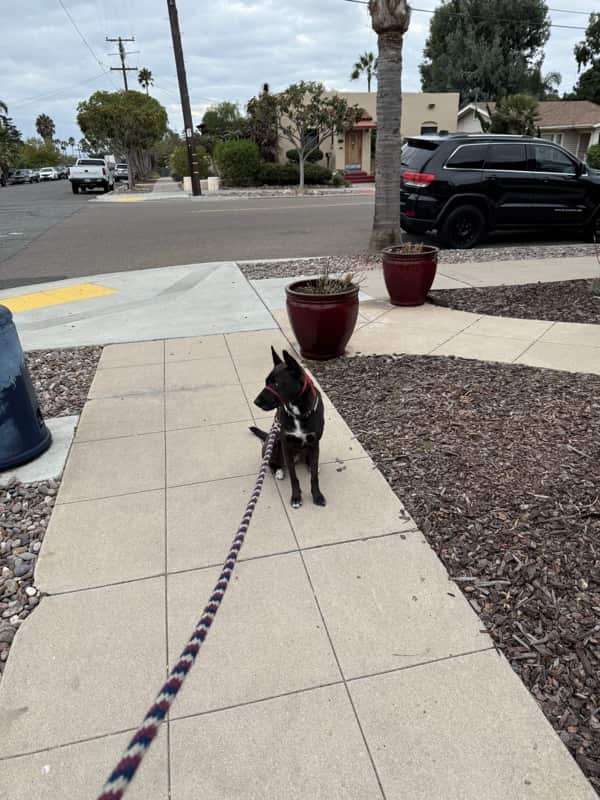 A picture of a black dog named Bowie sitting, taken on September 16 2024 at 6:36 am